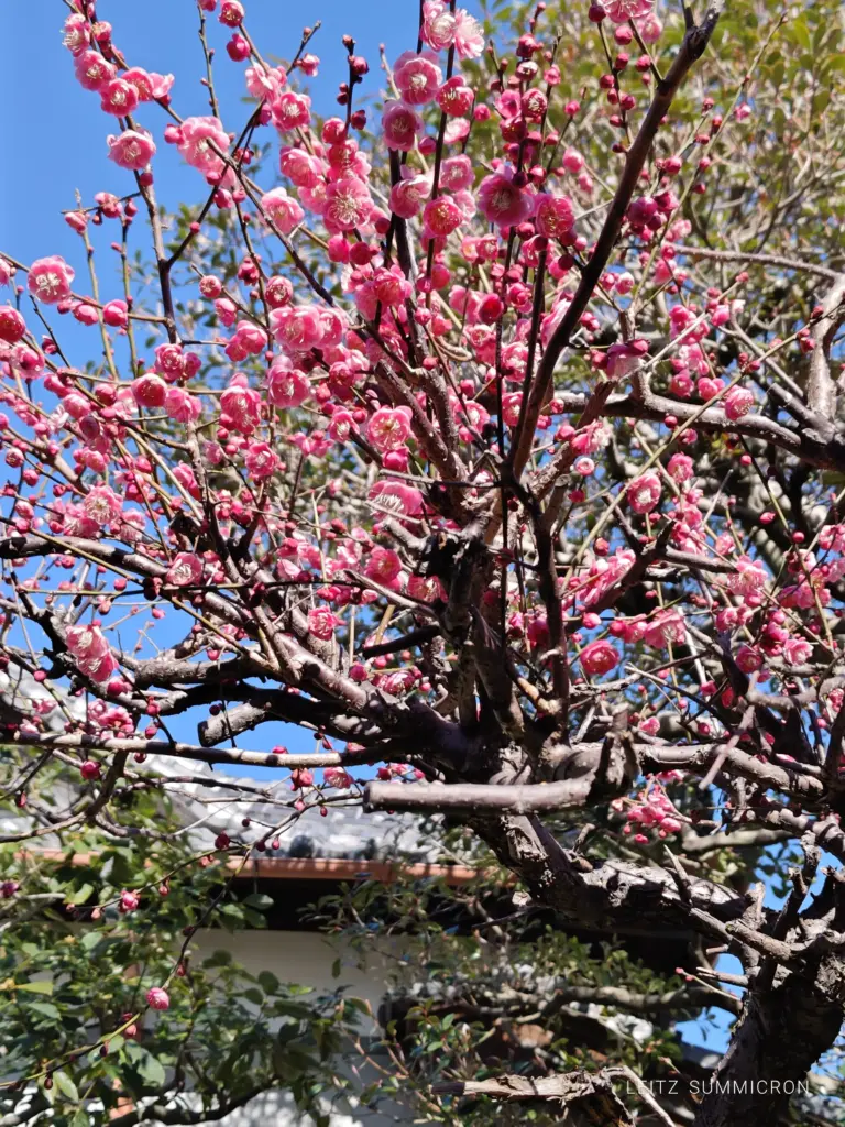 富士市【富士小林園】『KOBAYASHIEN CAFE』餡子でできたツバキの花が１輪浮かぶ『ぜんざい』を吊るし雛の部屋で！ダヤンテールblog