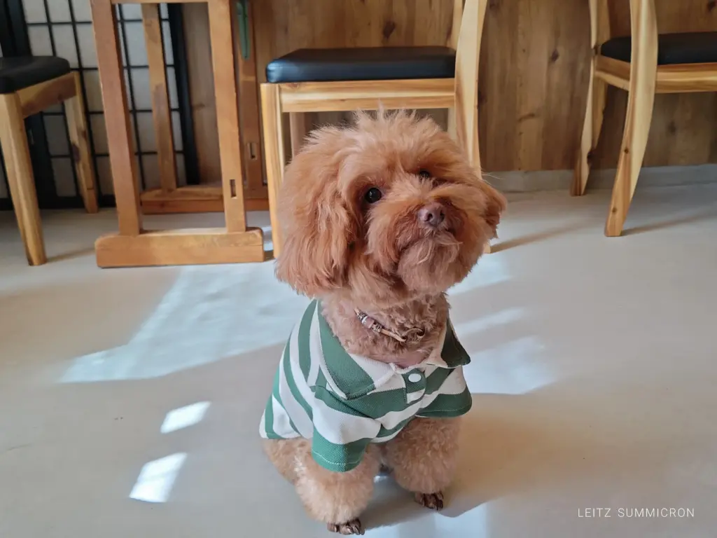 富士市【珈琲屋くるみ茶寮】ドッグカフェ!ワンコ連れもそうでない人も寛げる和カフェ!10月24日富士見台入口住宅地にオープン!ダヤンテールblog