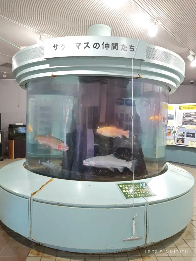 富士宮市【富士養鱒直営釣り堀】自然に近い渓流で手ぶらでマス釣り!自分で釣ったマスをその場で炭火焼や下処理して貰い持ち帰りも!ダヤンテールblog