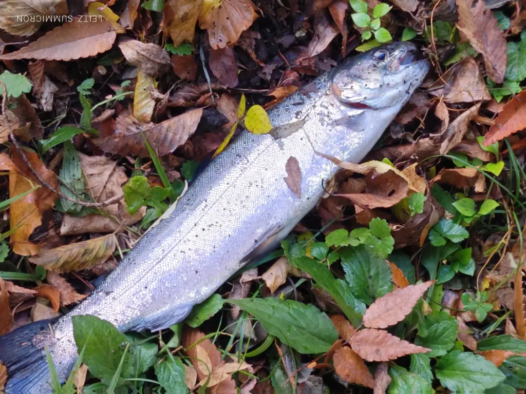 富士宮市【富士養鱒直営釣り堀】自然に近い渓流で手ぶらでマス釣り!自分で釣ったマスをその場で炭火焼や下処理して貰い持ち帰りも!ダヤンテールblog