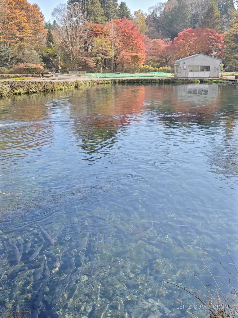 富士宮市【富士養鱒直営釣り堀】自然に近い渓流で手ぶらでマス釣り!自分で釣ったマスをその場で炭火焼や下処理して貰い持ち帰りも!ダヤンテールblog