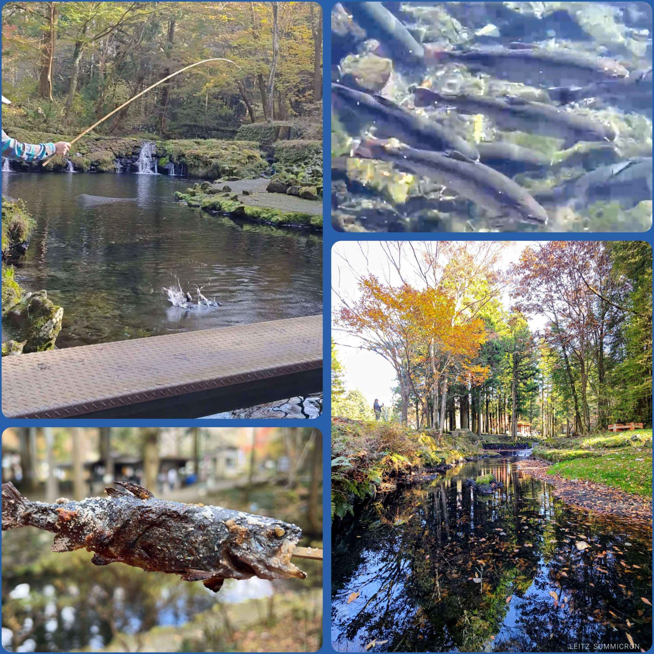 富士宮市【富士養鱒直営釣り堀】自然に近い渓流で手ぶらでマス釣り！自分で釣ったマスをその場で炭火焼や下処理して貰い持ち帰りも！ダヤンテールblog