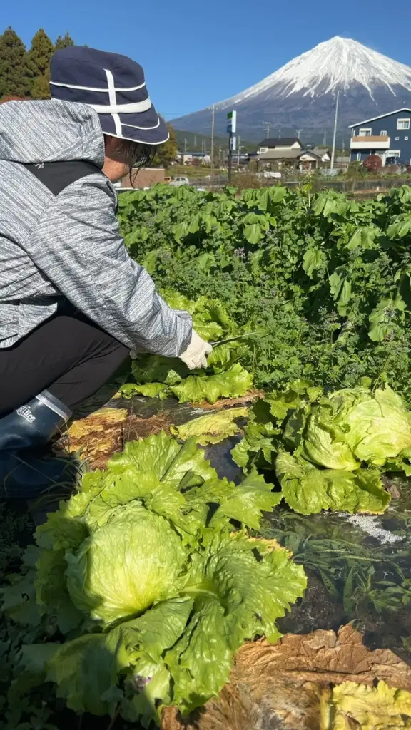 富士宮市【Farm House コウ】要予約で１組！採れたて自家生産野菜のピザランチと農業体験が美味しい！楽しすぎ！ダヤンテールblog