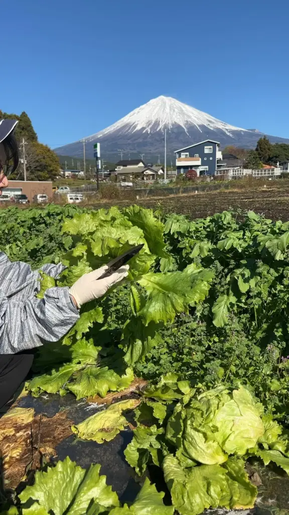 富士宮市【Farm House コウ】要予約で１組！採れたて自家生産野菜のピザランチと農業体験が美味しい！楽しすぎ！ダヤンテールblog