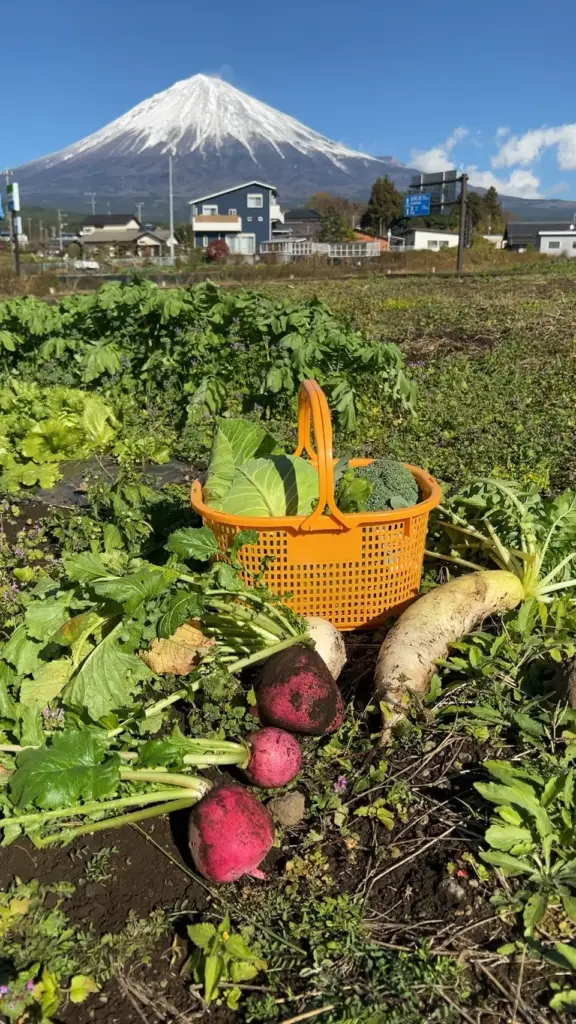 富士宮市【Farm House コウ】要予約で１組！採れたて自家生産野菜のピザランチと農業体験が美味しい！楽しすぎ！ダヤンテールblog