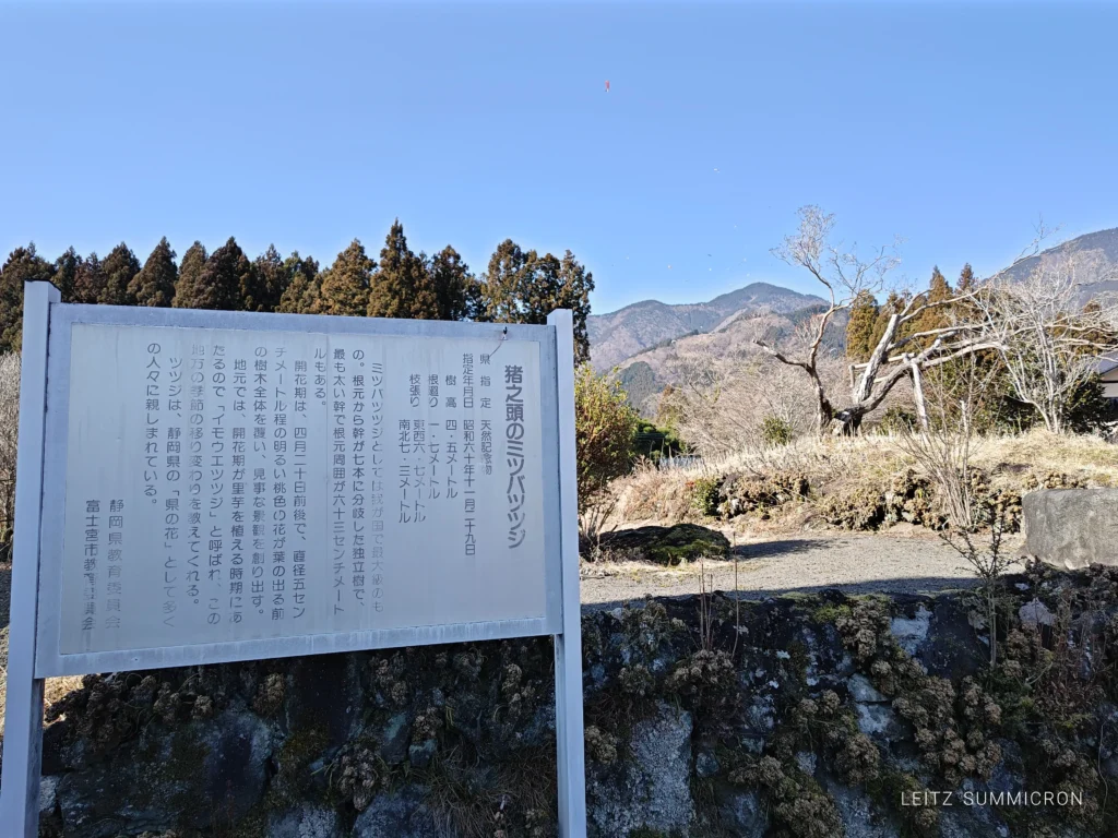 富士宮市【お食事処みつばつつじの家】富士宮市が生産量全国1位!真紅の宝玉ニジマスのイクラと熟成ニジマス料理の店!ダヤンテールblog