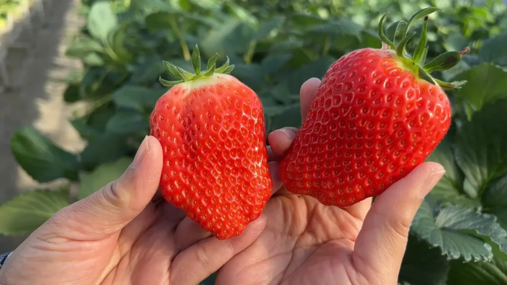 富士宮市【いちごやさん】大粒の章姫を連続で食す！甘さが続く大満足のいちご狩り！ダヤンテールblog
