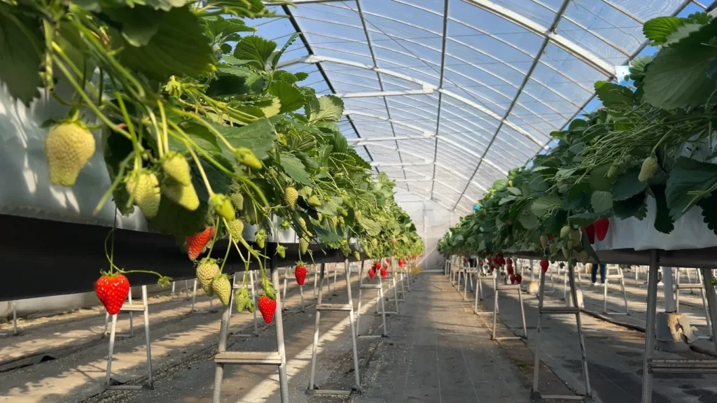 富士宮市【いちごやさん】大粒の章姫を連続で食す！甘さが続く大満足のいちご狩り！ダヤンテールblog