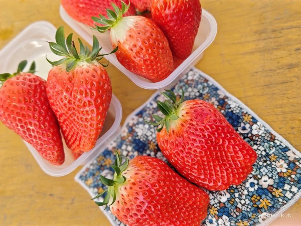 富士宮市【いちごやさん】大粒の章姫を連続で食す！甘さが続く大満足のいちご狩り！ダヤンテールblog