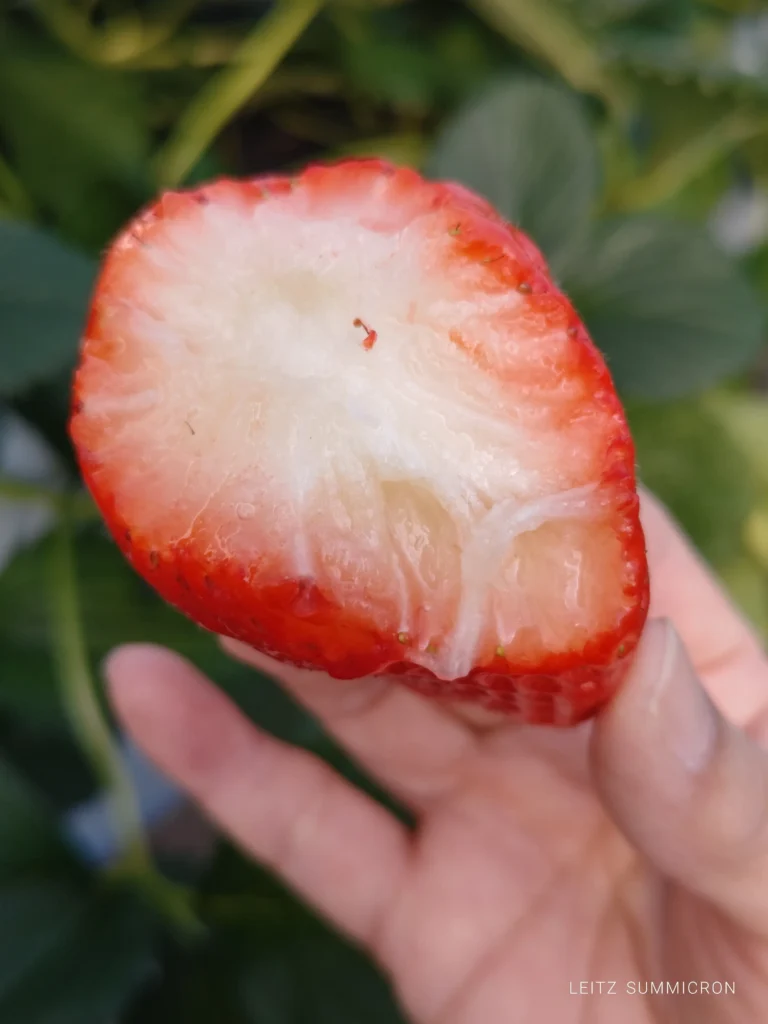 富士宮市【いちごやさん】大粒の章姫を連続で食す！甘さが続く大満足のいちご狩り！ダヤンテールblog