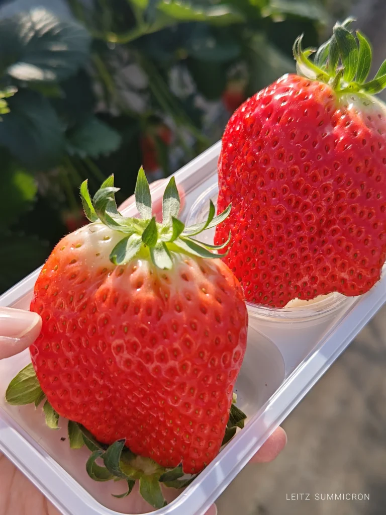 富士宮市【いちごやさん】大粒の章姫を連続で食す！甘さが続く大満足のいちご狩り！ダヤンテールblog