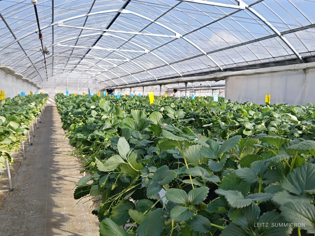 富士宮市【いちごやさん】大粒の章姫を連続で食す！甘さが続く大満足のいちご狩り！ダヤンテールblog