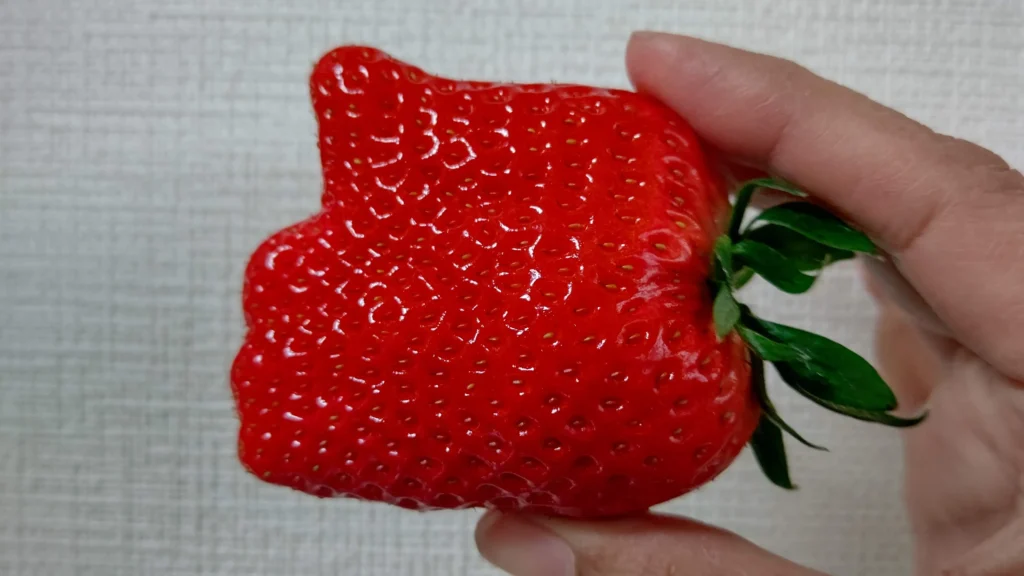 富士宮市【いちごやさん】大粒の章姫を連続で食す！甘さが続く大満足のいちご狩り！ダヤンテールblog