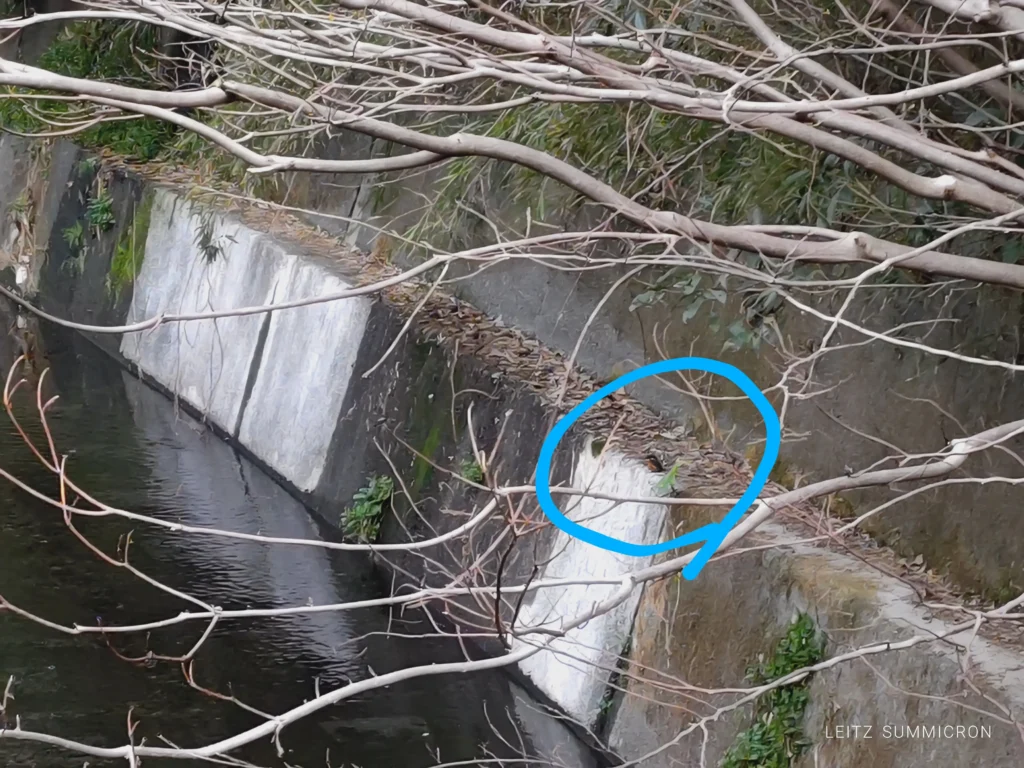 富士市【和田川リバーサイドカレーはな遊】川の借景と眼下に飛来する野鳥を愛でながら本格スパイス
和カレーとチャイ!ダヤンテールblog