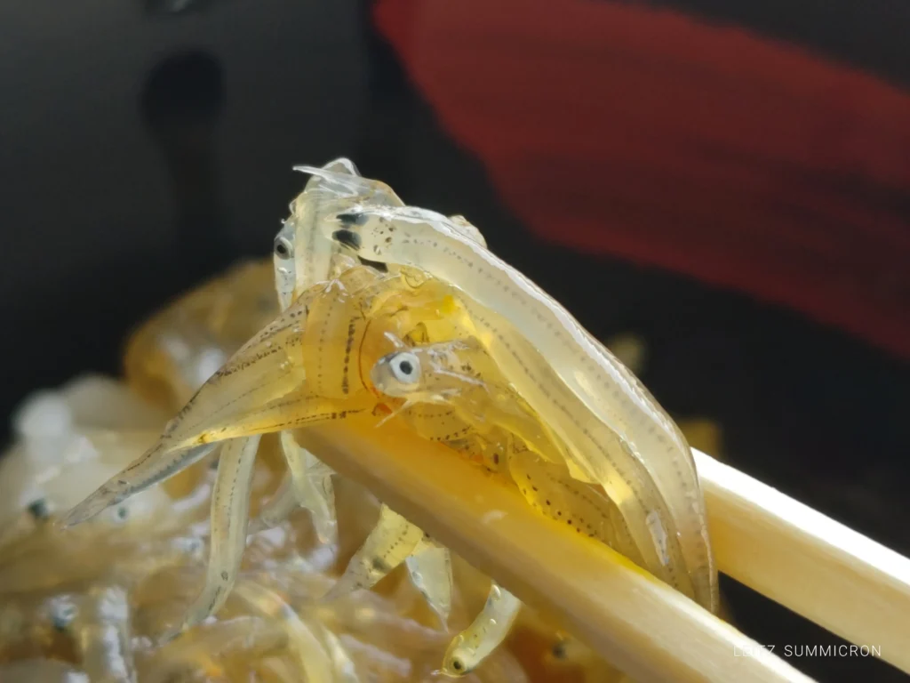 富士市【田子の浦港 漁協食堂】2026年４月１日～今期オープン！今年は重油関係で漁が多難…でも田子の生しらすはやっぱり美味しい！ダヤンテールblog