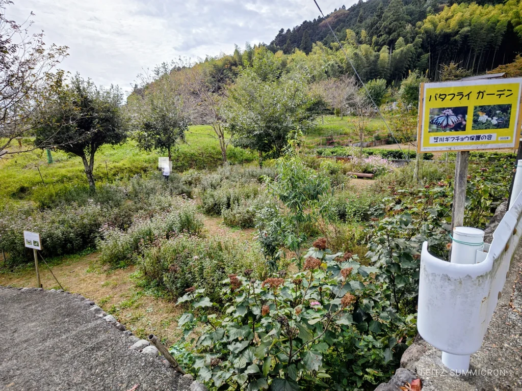 2026年富士宮市柚野【バタフライガーデン（興徳寺）】への飛来を10月18日確認！富士山とアサギマダラの共演｜ダヤンテールblog